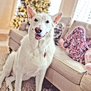 Meet your Posher, Molly